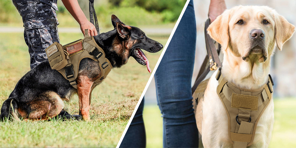 11 Clever Tips to Help You Train Your Dog With a Vest