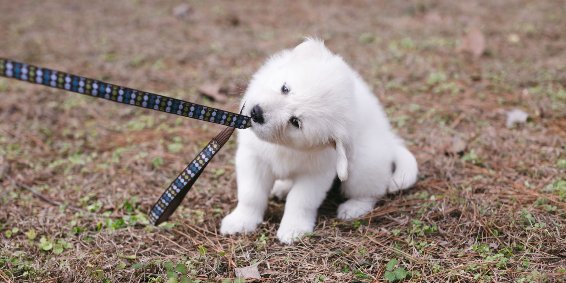 A Step-by-Step Guide to Training Your 8-Week-Old Puppy